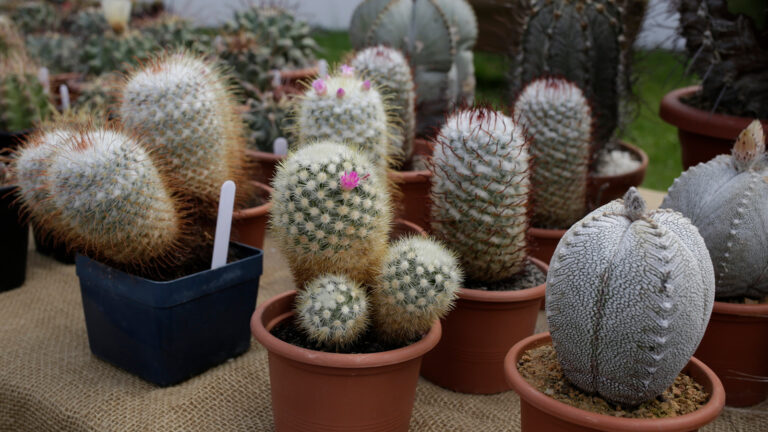 Výstava kaktusov a sukulentov