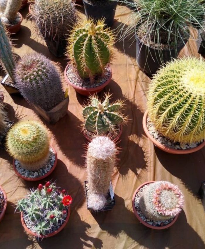 Fotogaléria Výstava kaktusov